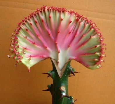 Euphorbia lactea cristata "red" - pryšec