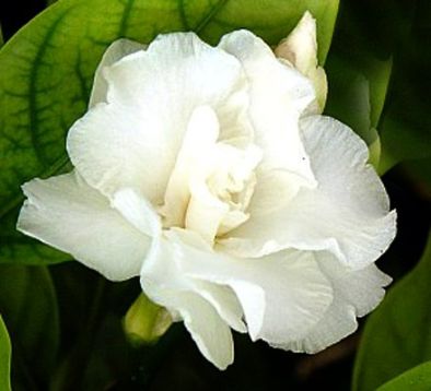 Tabernaemontana divaricata