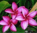 Plumeria "sao non mueng"