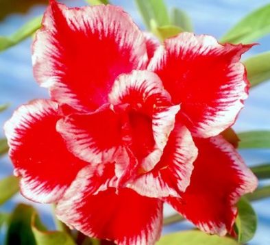Adenium obesum "christmas santa" - pouštní růže