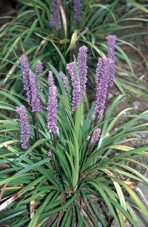 Liriope muscari