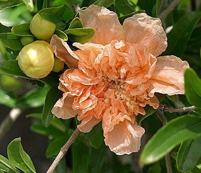 Punica granatum "toyosho" - granátové jablko