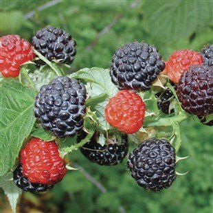 Rubus occidentalis "bristol" - černý maliník