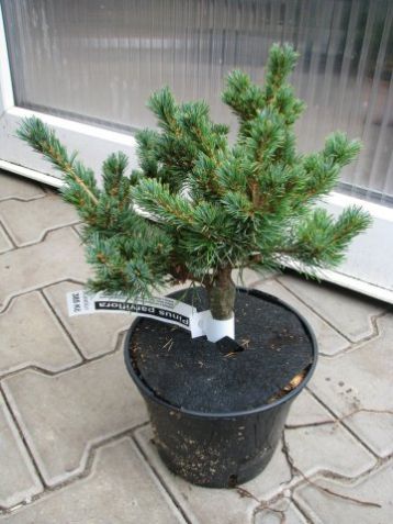 Pinus parviflora grafted