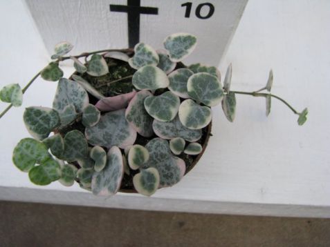 Ceropegia marlies variegata