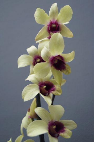 dendrobium "banana chocolate"