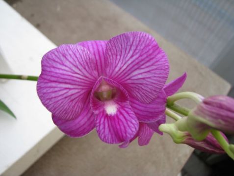 Dendrobium hybrid č.11