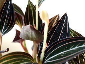 Ludisia "silver velvet"