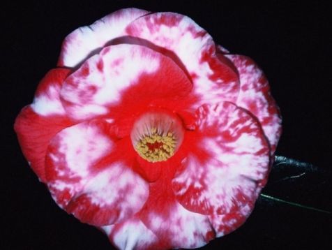 Camellia "adolphe audusson variegata"