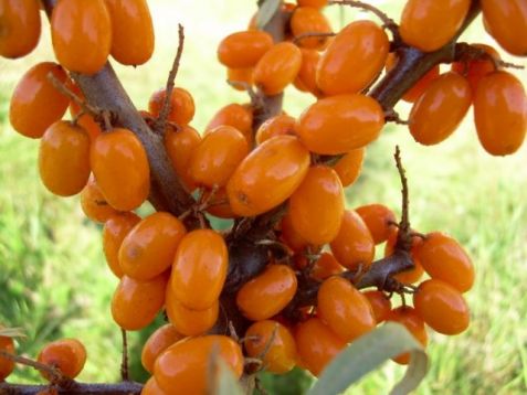 Hippophae rh. "sluníčko" - rakytník řešetlákový, odrůdový