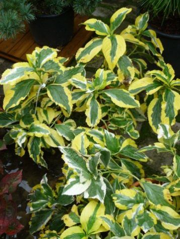 Hydrangea macr. "pirate´s gold" - hortenzie