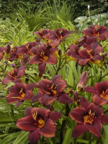Hemerocallis "chocolate candy"