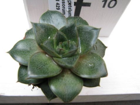 Graptopetalum filiferum