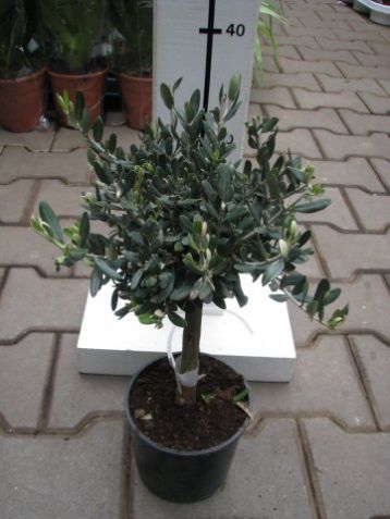 Olea europea