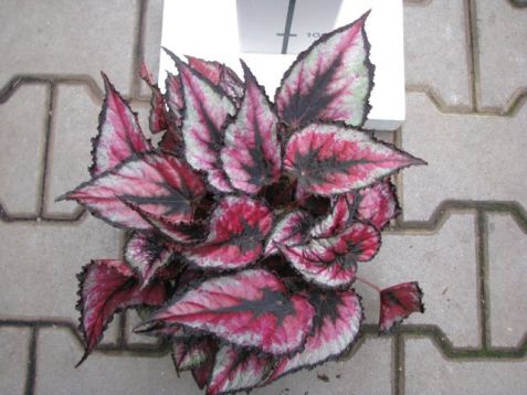 Begonia "red tango" - listová begonie