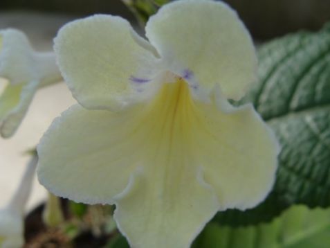 Streptocarpus "alissa"