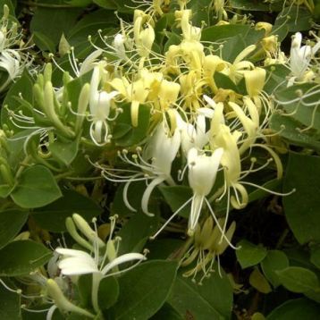 Lonicera japonica "halls prolific"