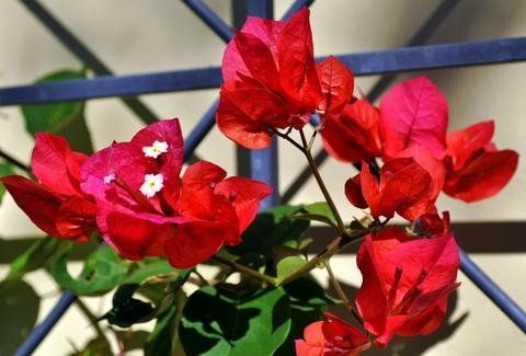 Bougainvillea "san diego red" - bugenvilea