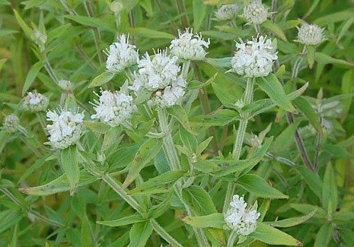Pycnanthemum pilosum - horská máta
