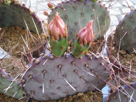 Opuntia azurea