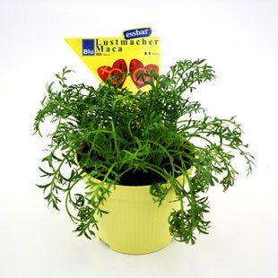 Lepidium peruvianum