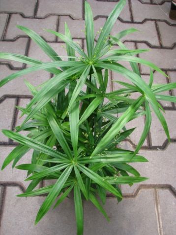 Cyperus "green gold" - šáchor