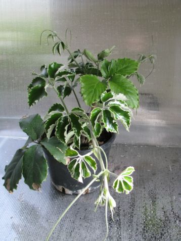 Tetrastigma voinierianum