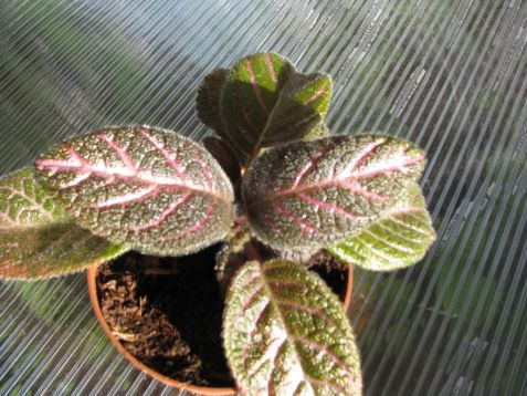 Episcia "country love"