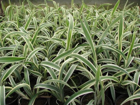 Dianella tasmanica "wyeena"