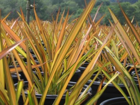 Phormium tenax "apricot queen"
