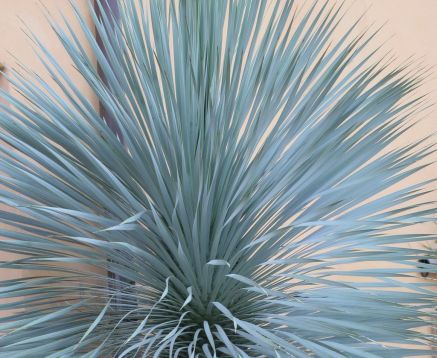 Yucca rostrata "sapphire sky"