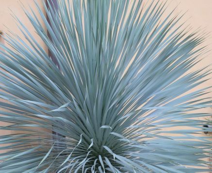 Yucca rostrata "sapphire sky" - juka
