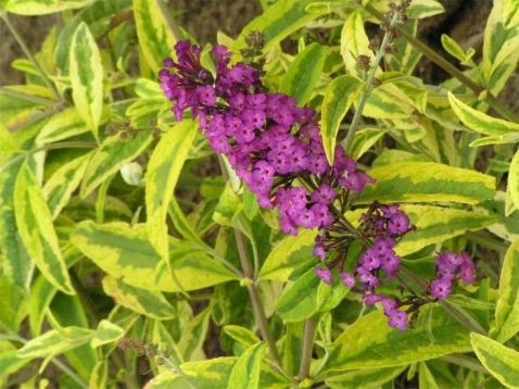 Buddleja davidii "santana"