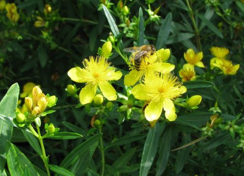 Hypericum kalmianum "gemo" - třezalka tříkvětá