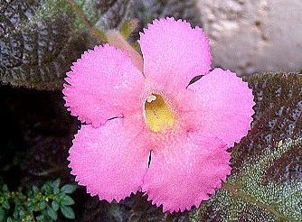 Episcia "pinkiscia" - episcie