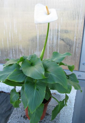 Zantedeschia aethiopica - cala bílá, nižší