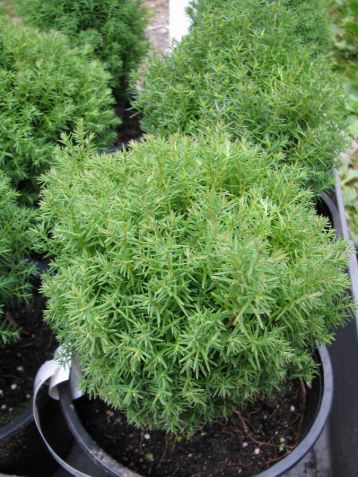 Thuja occidentalis "teddy"