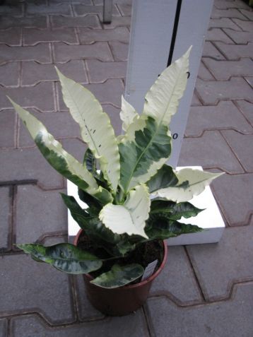 Codiaeum "tamara" - kroton,croton