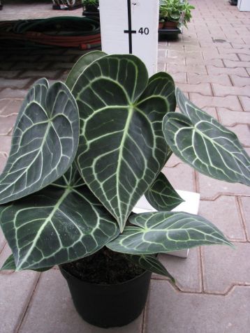 Anthurium clarinervium