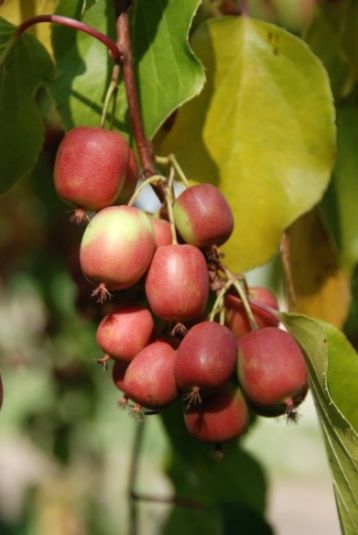 Actinidia arguta "ananasnaja"