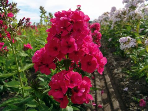 Phlox paniculata "grenadine dream"