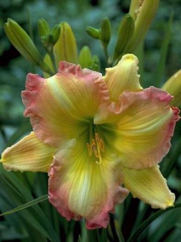 Hemerocallis "big smile"