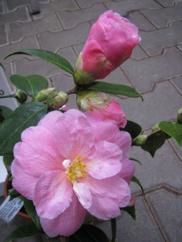 Camellia x williamsii "donation" - kamélie