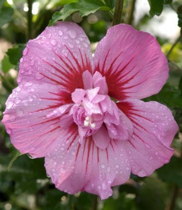 Hibiscus syriacus "maike"