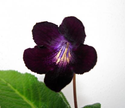 Streptocarpus "elsi"