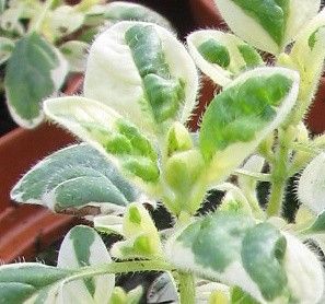 Origanum vulgare variegata - dobromysl bíle panašovaný