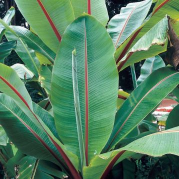 Ensete ventricosum