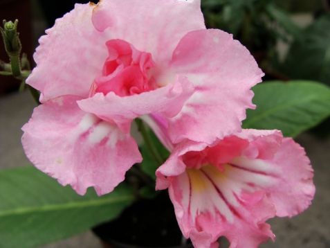 Streptocarpus "pink souffle"
