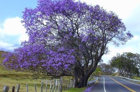 Jacaranda mimosifolia - žakaranda, palisandr