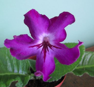 Streptocarpus "violetta"